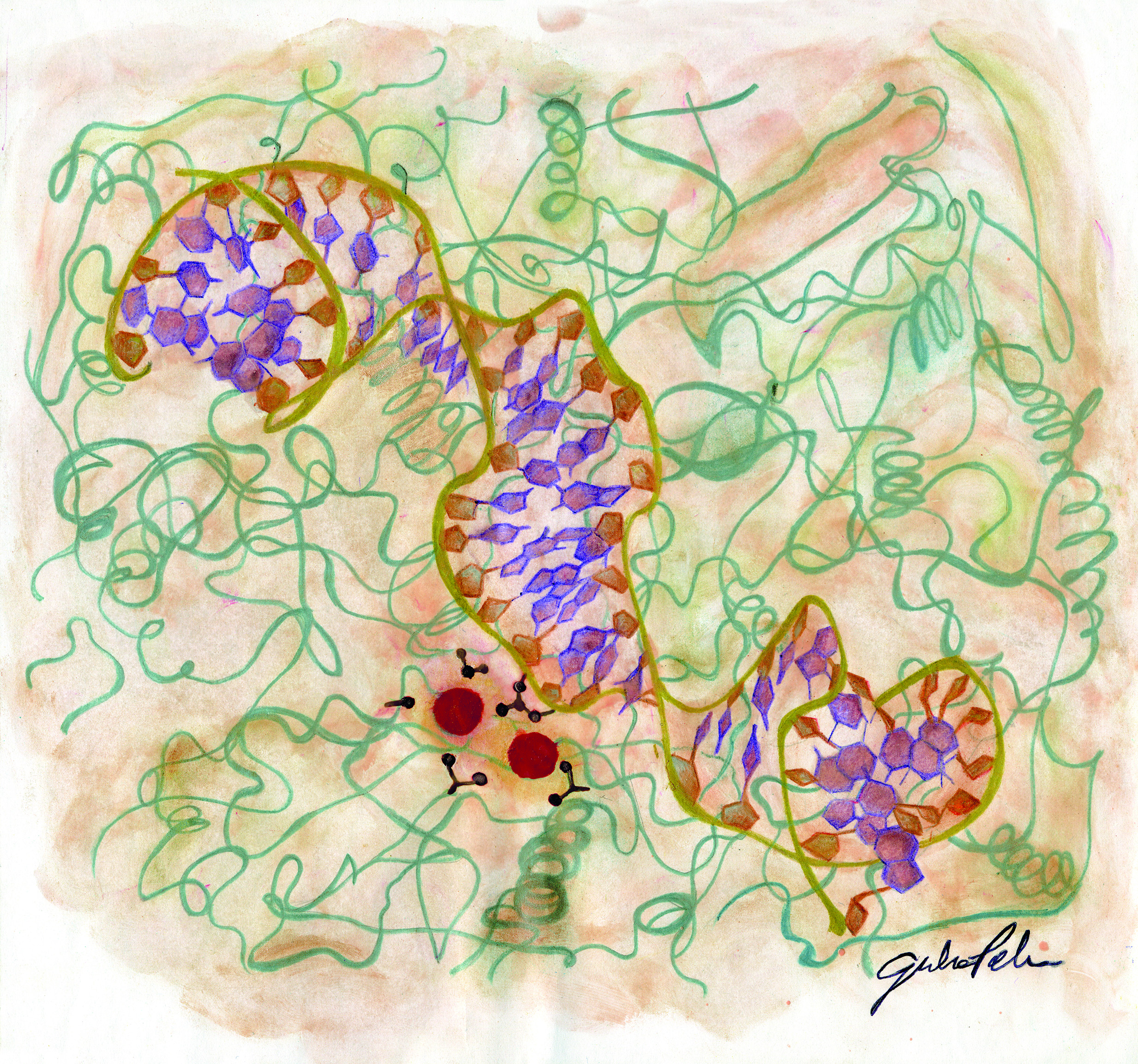 Topoisomerase_300dpi